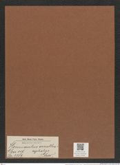 Hemiaulus ornithacephalus Grev. (de-Toni-Nr.: Genus 117, Species 3359) Zeichnungen Sammlung Grunow Mappe 03568 (Herbarium_W_Grunow_drawings_Folder_03568)